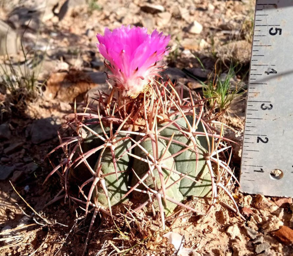 3" Echinocactus horizonthalonius, Small Eagle's claw, Turk's head cactus plant