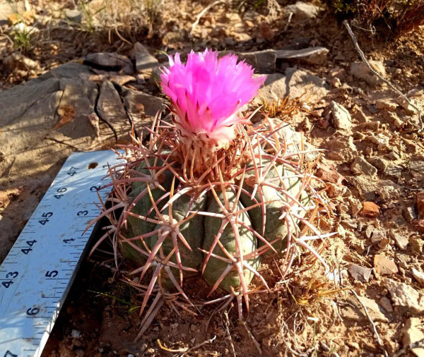 5" Echinocactus horizonthalonius, Large Eagle's claw, Turk's head cactus plant