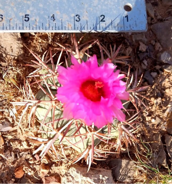 5" Echinocactus horizonthalonius, Large Eagle's claw, Turk's head cactus plant - Image 3