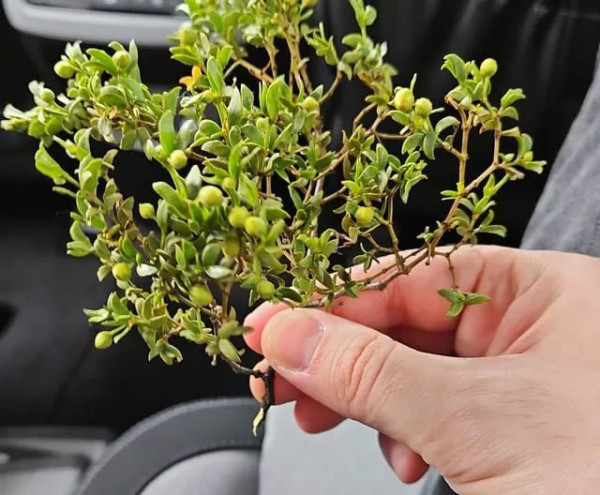FRESH 1lb Cut CREOSOTE Bush Cuttings, Larrea Tridentata, Raw Wildcrafted With Stem, Wild Chaparral, Hediondilla Desert Blossom - Image 2
