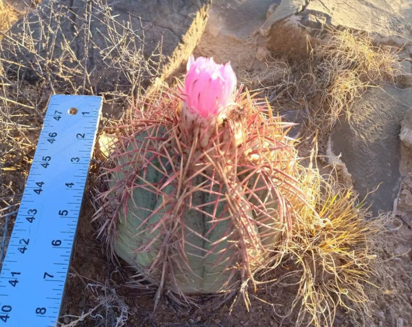 6" Echinocactus horizonthalonius, Eagle's claw, Turk's head cactus plant