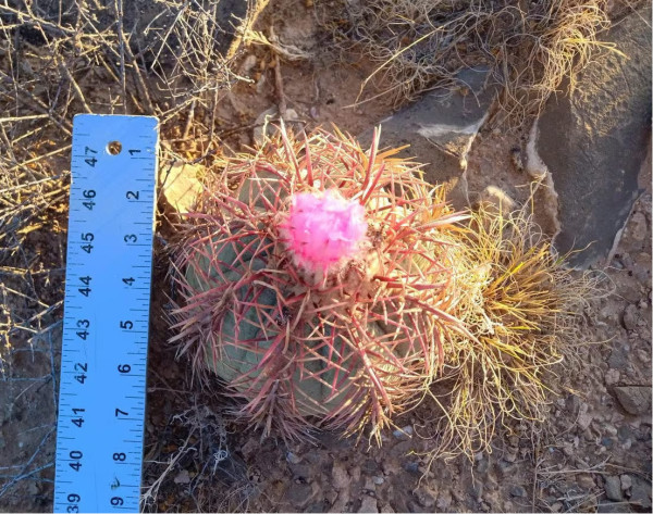 6" Echinocactus horizonthalonius, Eagle's claw, Turk's head cactus plant - Image 2