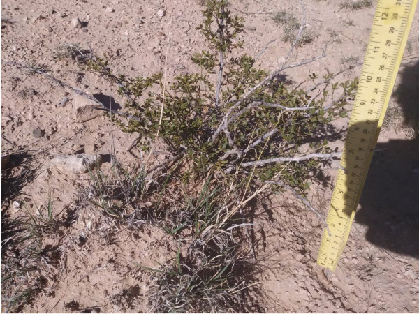 2 LIVE CREOSOTE BUSH, Larrea tridentata, greasewood, Prostrate Strong Full Roots - Image 4