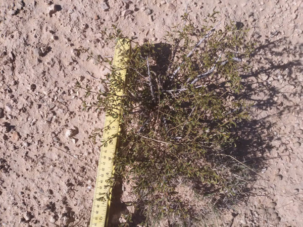 2 LIVE CREOSOTE BUSH, Larrea tridentata, greasewood, Prostrate Strong Full Roots