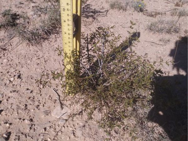 2 LIVE CREOSOTE BUSH, Larrea tridentata, greasewood, Prostrate Strong Full Roots - Image 5