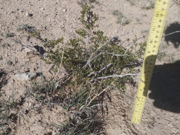 2 LIVE CREOSOTE BUSH, Larrea tridentata, greasewood, Prostrate Strong Full Roots - Image 3