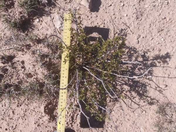 2 LIVE CREOSOTE BUSH, Larrea tridentata, greasewood, Prostrate Strong Full Roots - Image 2