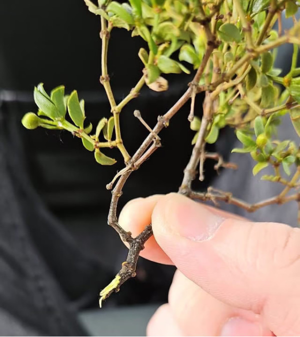 FRESH 1lb Cut CREOSOTE Bush Cuttings, Larrea Tridentata, Raw Wildcrafted With Stem, Wild Chaparral, Hediondilla Desert Blossom - Image 3