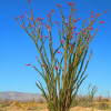 OCOTILLO CUTTINGS - THREE 10" - unrooted, Fouquieria splendens, Coachwhip - Image 2
