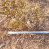 2 LARGE CREOSOTE BUSH, 1.5 to 2 Feet Tall Larrea tridentata, greasewood, Prostrate Strong Full Roots - Image 5