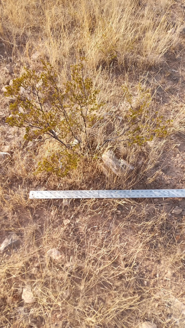 2 LARGE CREOSOTE BUSH, 1.5 to 2 Feet Tall Larrea tridentata, greasewood, Prostrate Strong Full Roots - Image 5