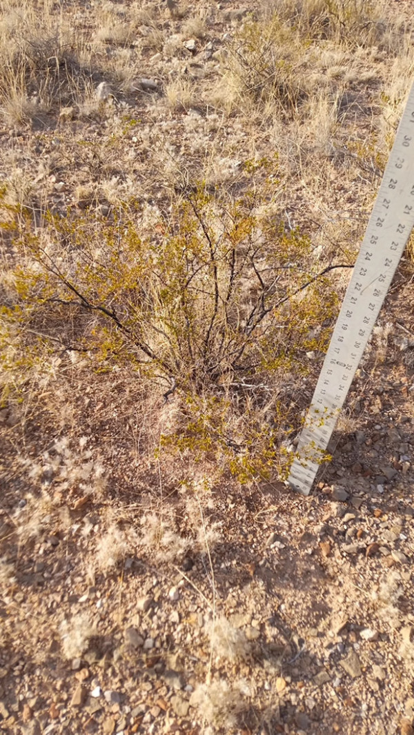 2 LARGE CREOSOTE BUSH, 1.5 to 2 Feet Tall Larrea tridentata, greasewood, Prostrate Strong Full Roots - Image 4