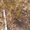 2 LARGE CREOSOTE BUSH, 1.5 to 2 Feet Tall Larrea tridentata, greasewood, Prostrate Strong Full Roots - Image 3