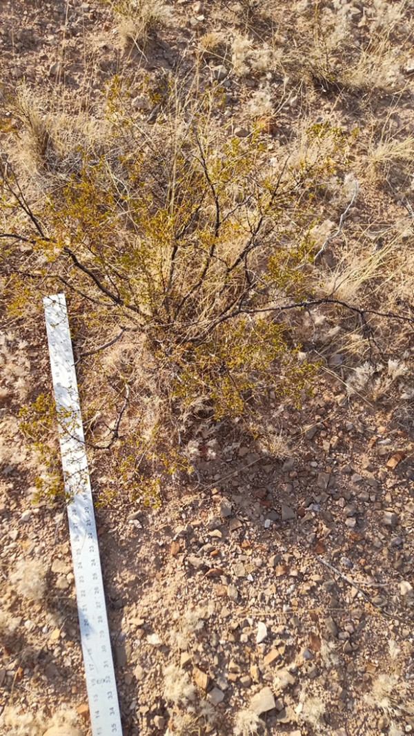 2 LARGE CREOSOTE BUSH, 1.5 to 2 Feet Tall Larrea tridentata, greasewood, Prostrate Strong Full Roots - Image 3