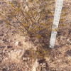 2 LARGE CREOSOTE BUSH, 1.5 to 2 Feet Tall Larrea tridentata, greasewood, Prostrate Strong Full Roots - Image 2