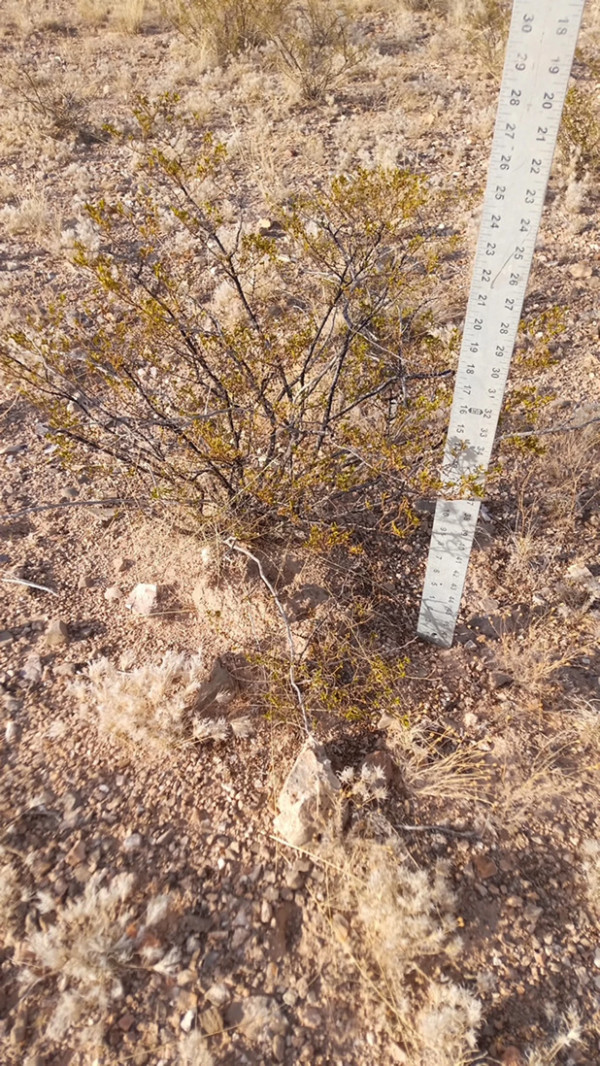 2 LARGE CREOSOTE BUSH, 1.5 to 2 Feet Tall Larrea tridentata, greasewood, Prostrate Strong Full Roots - Image 2