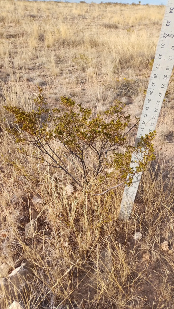 2 LARGE CREOSOTE BUSH, 1.5 to 2 Feet Tall Larrea tridentata, greasewood, Prostrate Strong Full Roots