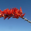 OCOTILLO CUTTINGS - THREE 10" - unrooted, Fouquieria splendens, Coachwhip - Image 3