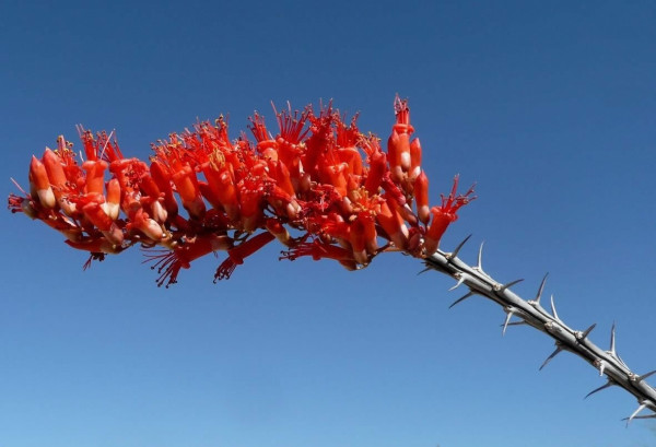 OCOTILLO CUTTINGS - THREE 10" - unrooted, Fouquieria splendens, Coachwhip - Image 3
